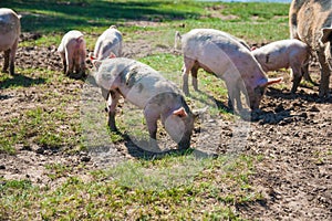 Pig farm. Pigs in field