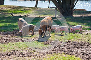 Pig farm. Pigs in field