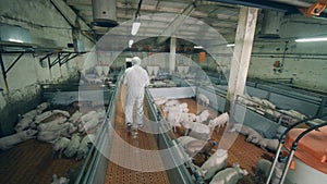 Pig farm premises with a male worker, veterinarian walking along it