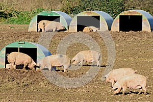 Pig farm