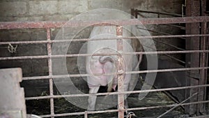 Pig in farm yard. Breeding Pigs Farm. Young pig in shed