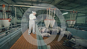 Pig farmer checking pigs at farm. Eating piglets are being observed by the farm employee