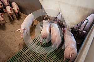 Pig farming