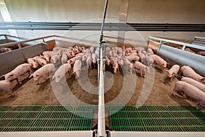 Pig farming on farm