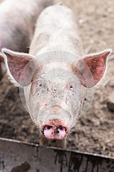 Pig farming raising and breeding of domestic pigs