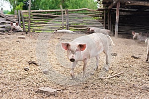 Pig farming raising and breeding of domestic pigs