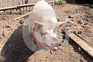 Pig farming raising and breeding of domestic pigs