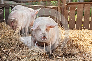 Pig farming raising and breeding of domestic pigs