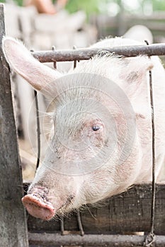 Pig farming raising and breeding of domestic pigs