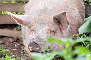 Pig farming raising and breeding of domestic pigs