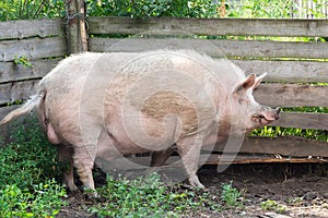 Pig farming raising and breeding of domestic pigs