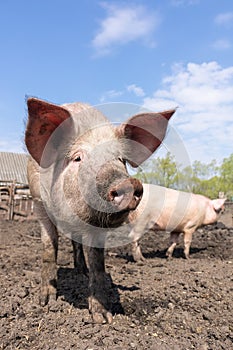 Pig farming raising and breeding of domestic pigs