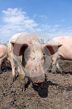 Pig farming raising and breeding of domestic pigs