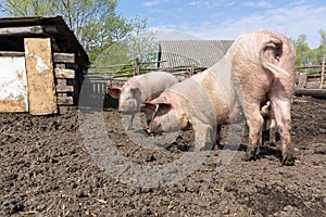 Pig farming raising and breeding of domestic pigs