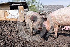 Pig farming raising and breeding of domestic pigs