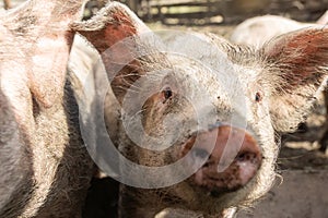 Pig farming raising and breeding of domestic pigs