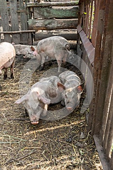 Pig farming raising and breeding of domestic pigs