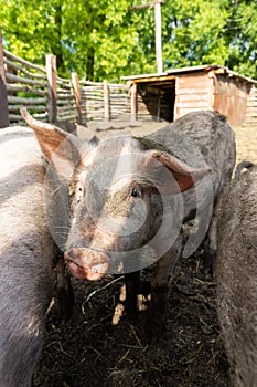 Pig farming raising and breeding of domestic pigs