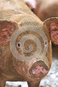 Pig Farming Series 6