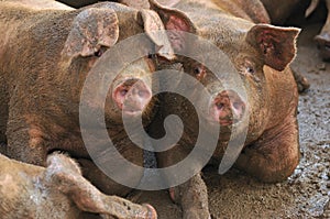 Pig Farming Series 8