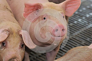 Pig Farming Series 9