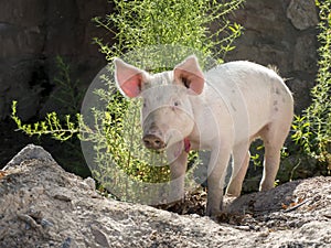 Pig farming to fatten and then eat at the festivities of San Anton