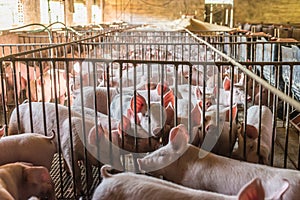 Pig farms in confinement mode.