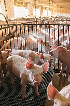 Pig farms in confinement mode.