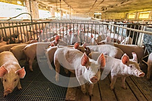 Pig farms in confinement mode.