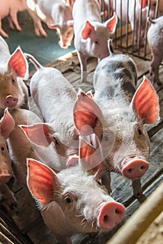 Pig farms in confinement mode.