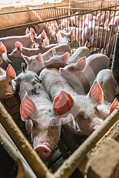 Pig farms in confinement mode.