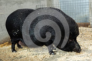 Pig feed from floor in pigsty