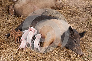 A pig feeding her young pups..