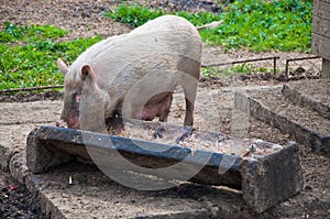 Pig feeding from trough