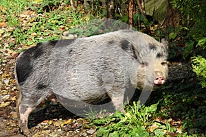 Pig