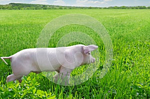 pig on a green grass