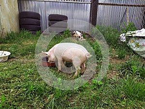 A pig on the green grass, eating from a bowl. Pigs on the farm. Happy pigs on the farm. Agriculture. Animal husbandry