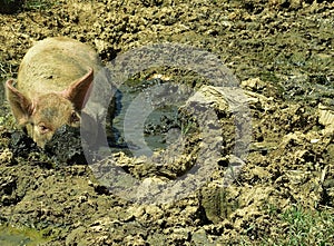 A pig grovelling in filthy mud, apparently to protect his skin