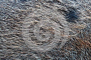 Pig hair (Texture)