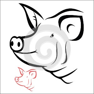 Pig head