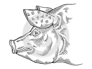 Pig head engraving style vector illustration