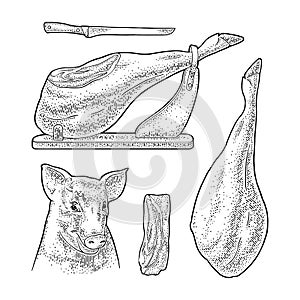 Pig head and jamon. Vector black vintage engraving