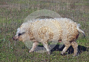 The pig of Hungarian breed Mangalitsa