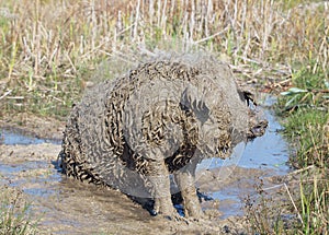 The pig of Hungarian breed Mangalitsa