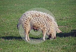 The pig of Hungarian breed Mangalitsa