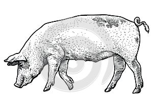 Pig illustration, drawing, engraving, line art, realistic