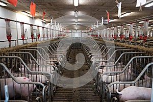 Pig indoor on a farm  in Danmark. swine in the stald.