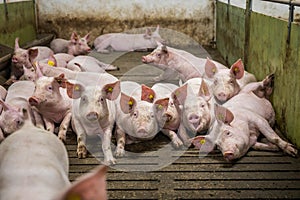 Pig indoor on a farm in Danmark. swine in the stald. photo