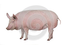 Pig isolated on white