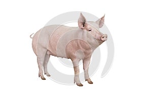 Pig isolated on white photo